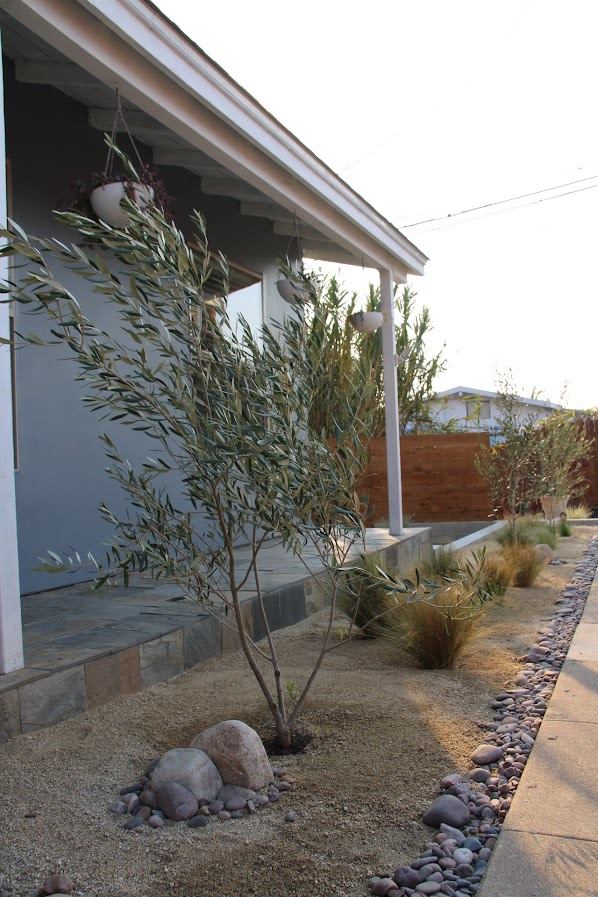 Olive tree planted in a decomposed granite bed with a river rock border in San Diego
