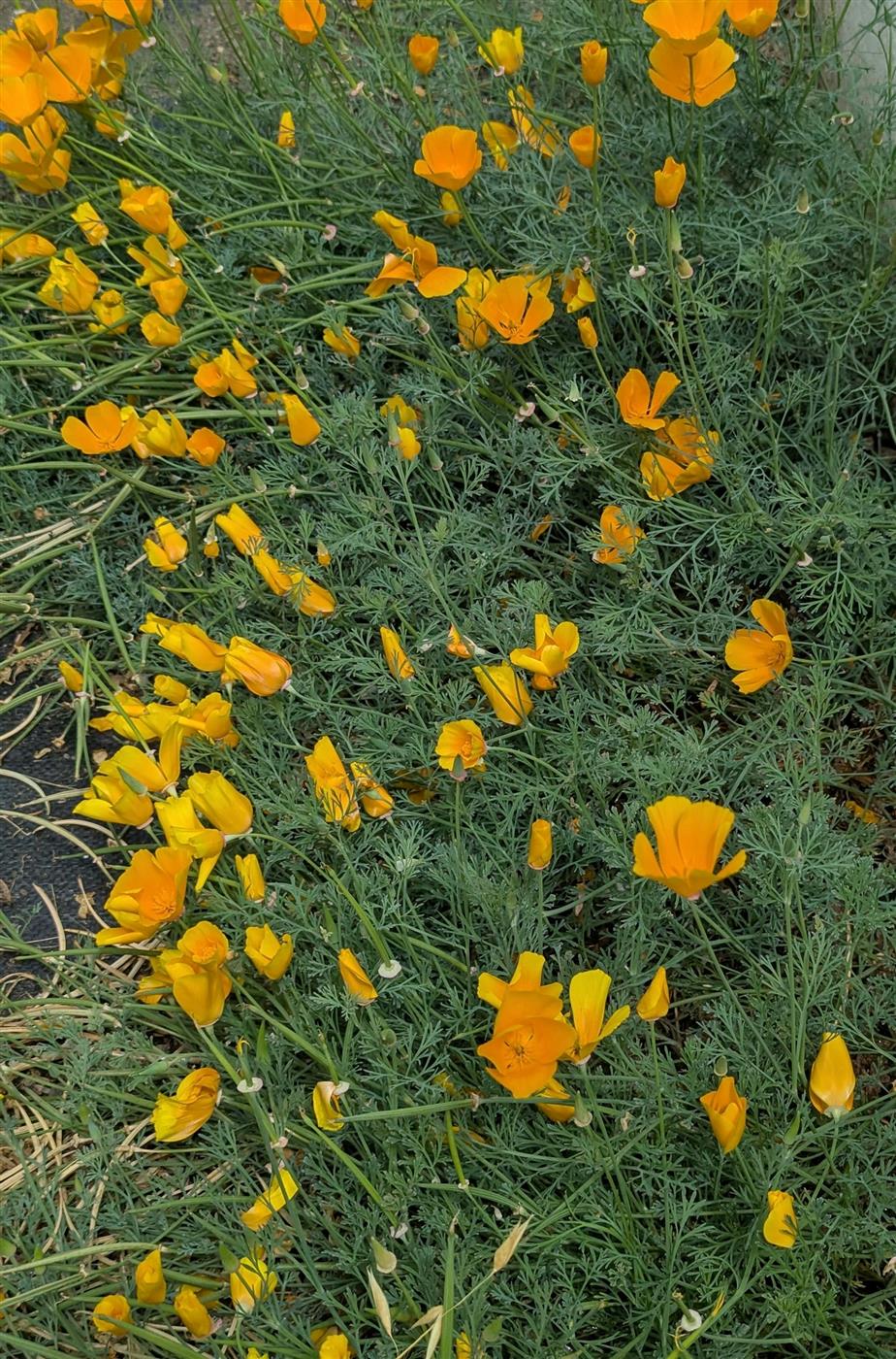 California poppies blooming in a native plant garden bed