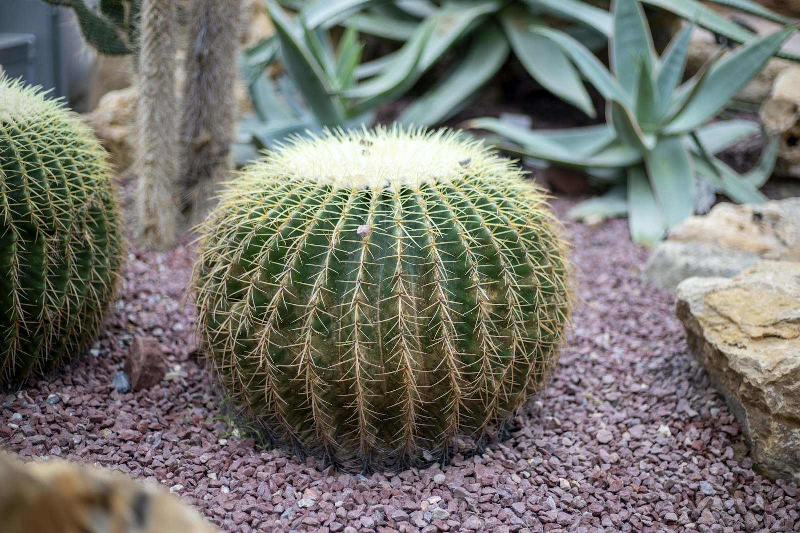 Barrel cactus and agave planted in a gravel desert garden