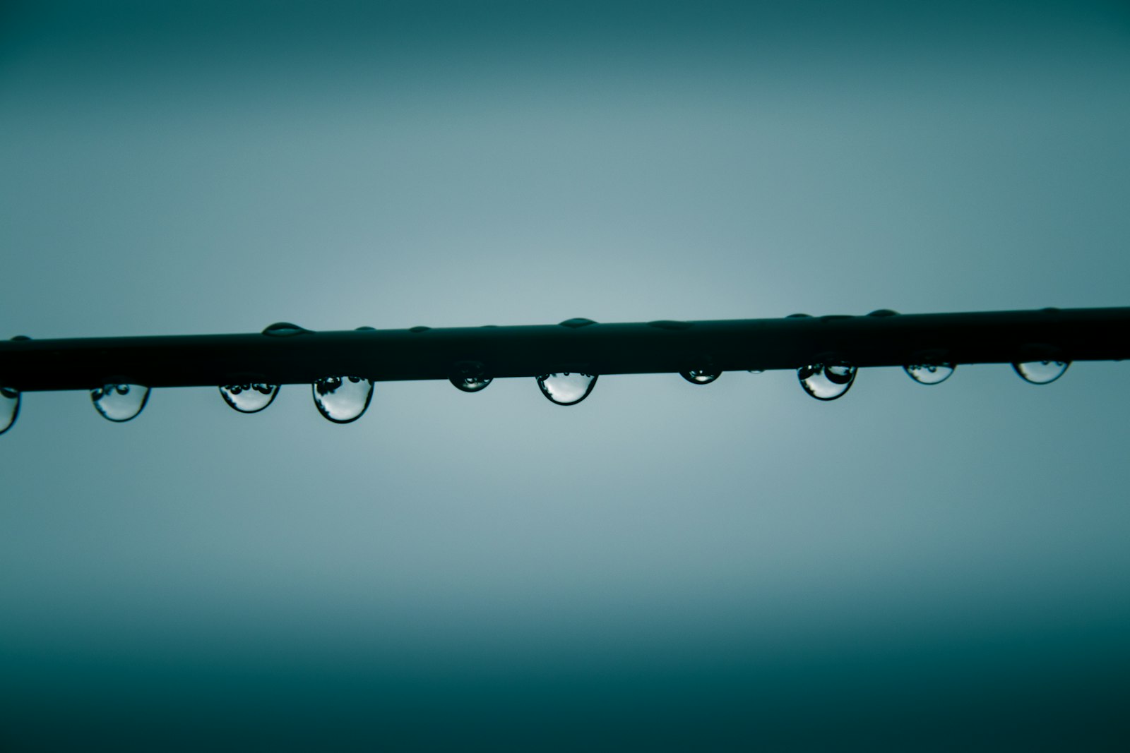 Water droplets forming along a drip irrigation line
