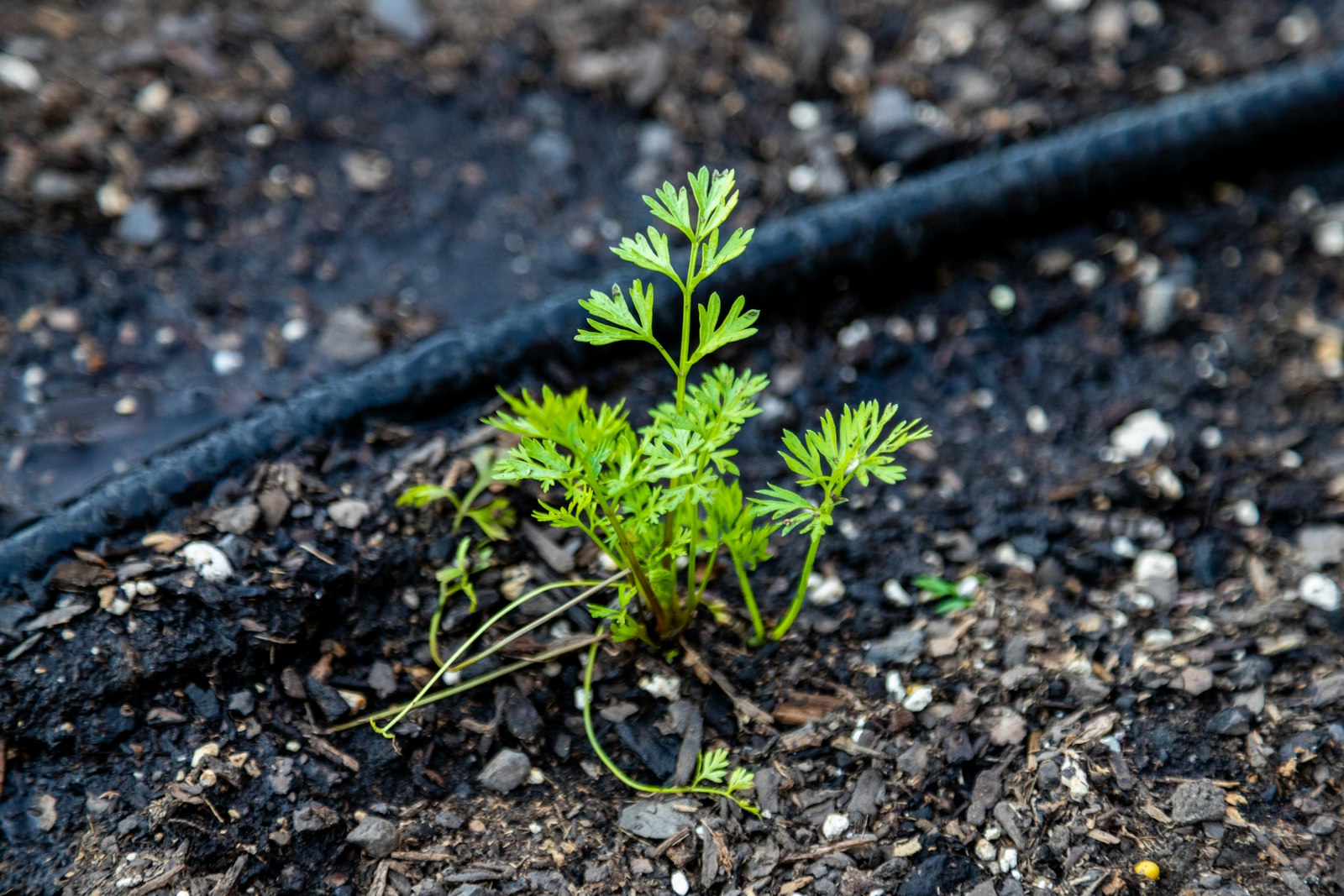 Young plant growing beside a drip irrigation line in a mulched garden bed