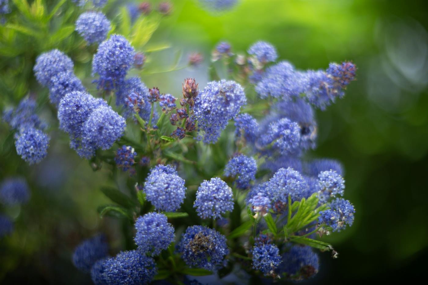 California native flowering shrub (ceanothus) in bloom