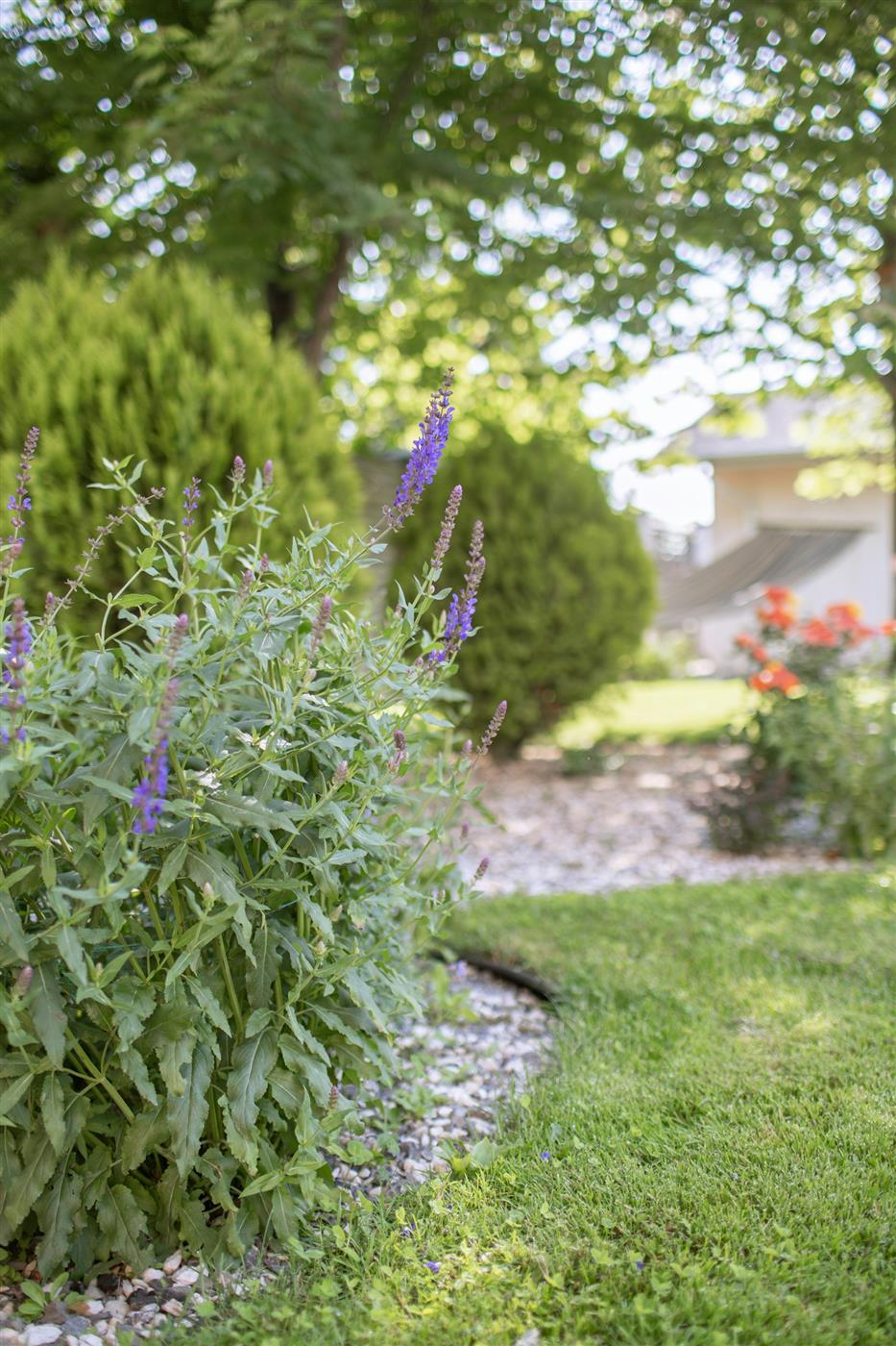Designed garden bed with layered flowering plants along a lawn edge