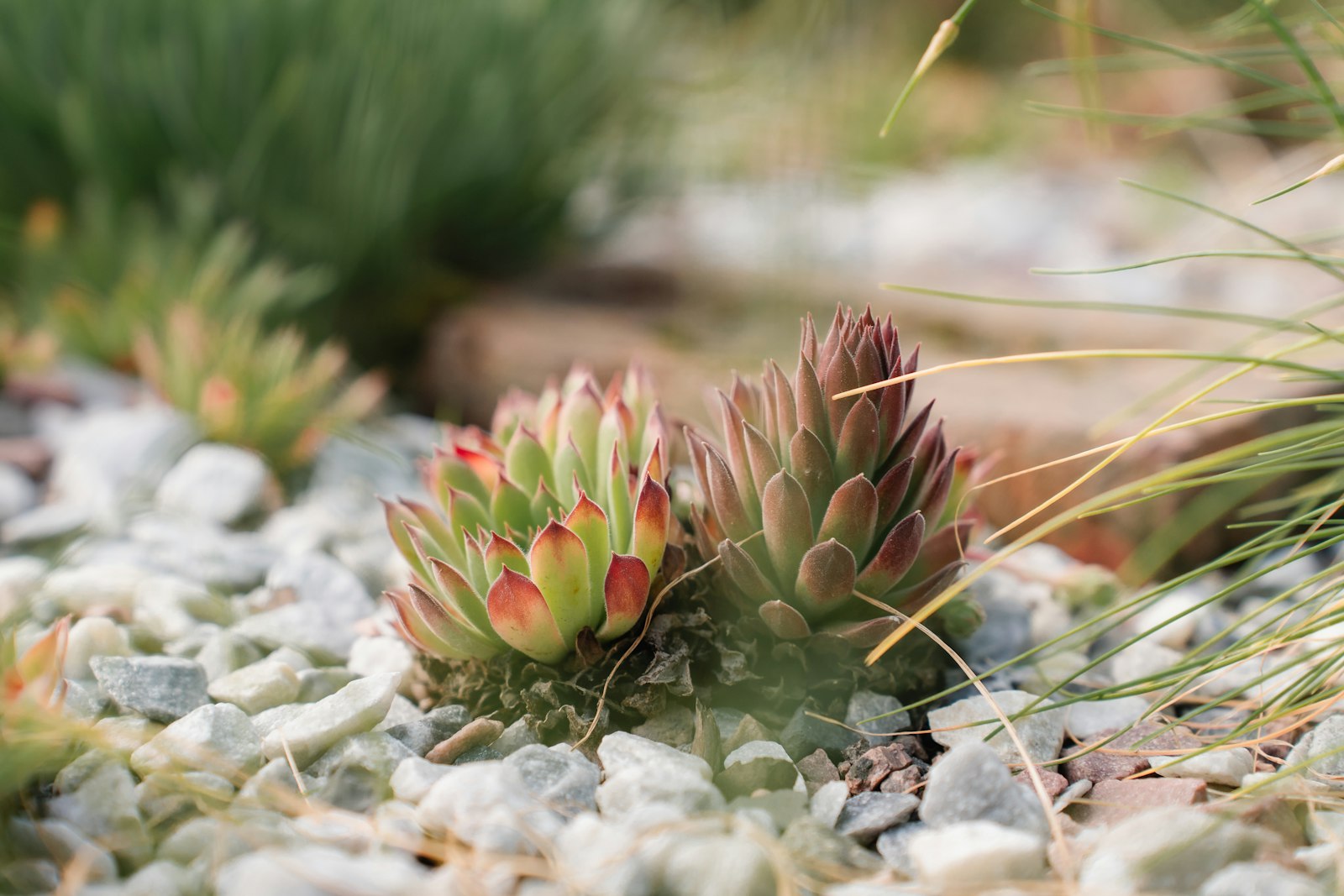 Succulents planted among white gravel in a drought-tolerant garden bed
